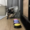 Miniatyrbild 7 av 9: Djurljudsknappar