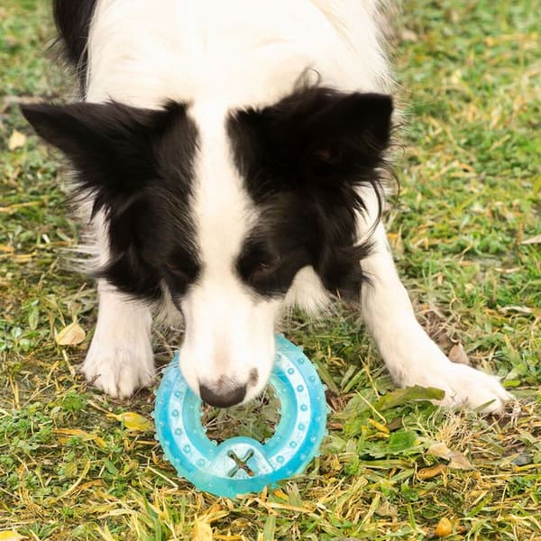 Bitleksak - InnovaGoods - 2 i 1 - Frystningsbar - TPR - För Mellanstor Hund
