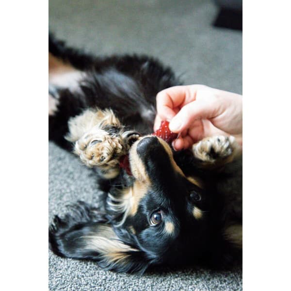 Bein Nylabone Brun Bacon XS 2 enheter