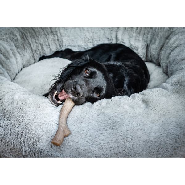 Hund Bidering Nylabone Brun Jordnøddesmør XL