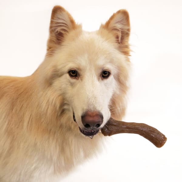 Hund Bidering Nylabone Brun Jordnøddesmør XL