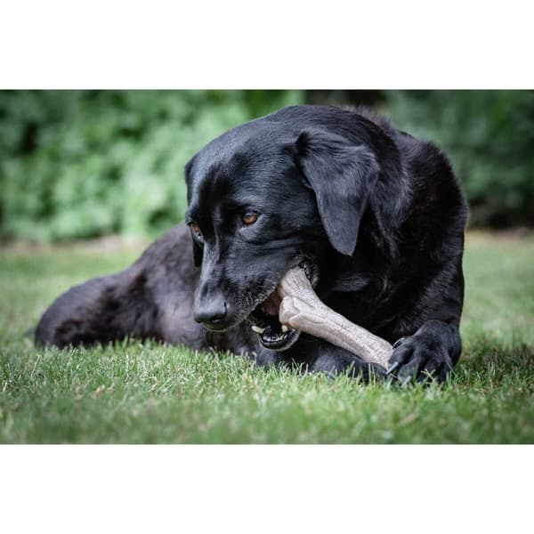 Hund Bidering Nylabone Brun Jordnøddesmør XL