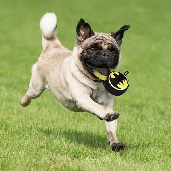Koiranlelu Batman