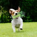 Miniatyrbillede 4 af 11: Legetøj til hunde The Avengers