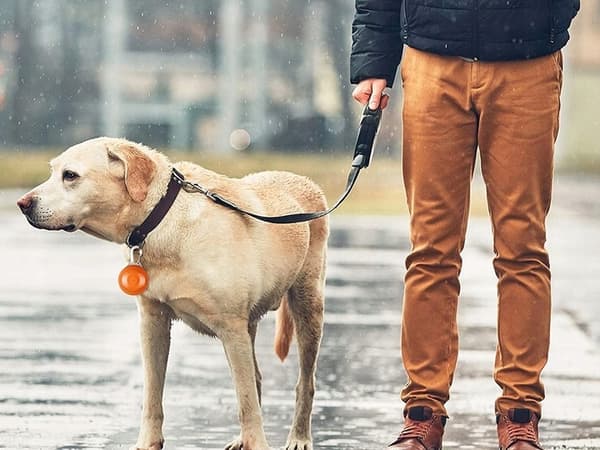 LED-halsbåndslampe til aftenture
