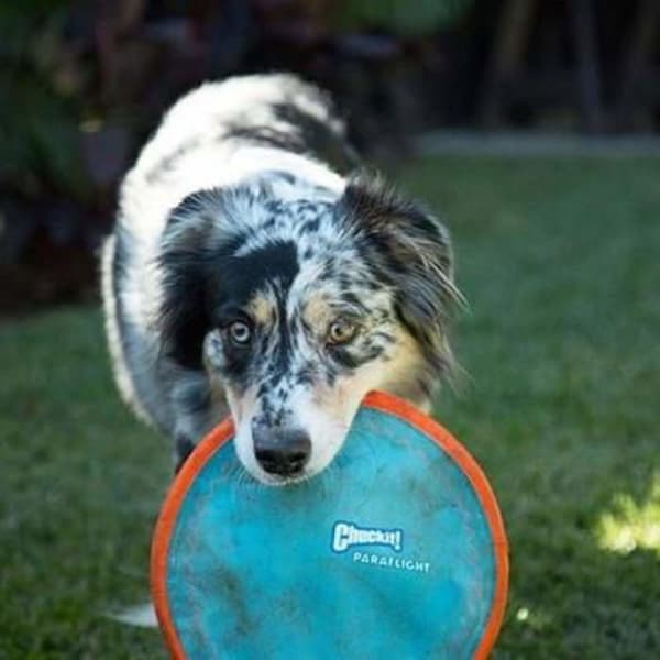 Chuck it frisbeeboll - 221301 - Chuckit Paraflight Dog Toy, 1 enhet, blå/orange, L