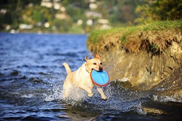 Chuck it frisbeeboll - 221301 - Chuckit Paraflight Dog Toy, 1 enhet, blå/orange, L
