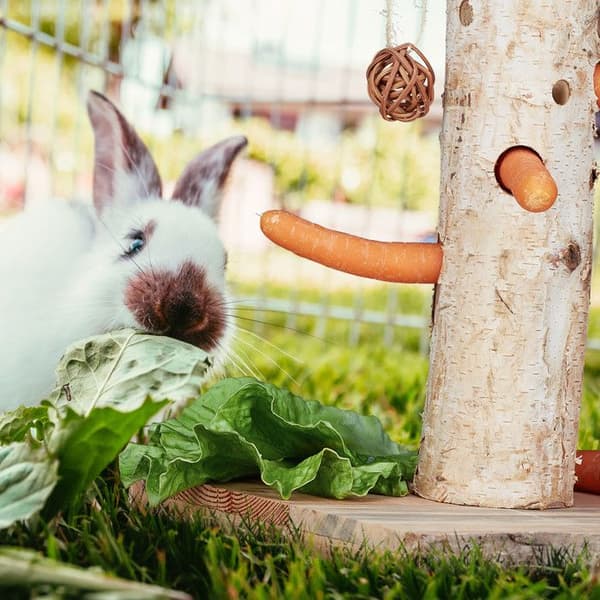 Relaxdays Kaninträ detektör & intelligent leksak, set med 2 tillbehör, trä, passar även din marsvin, natur