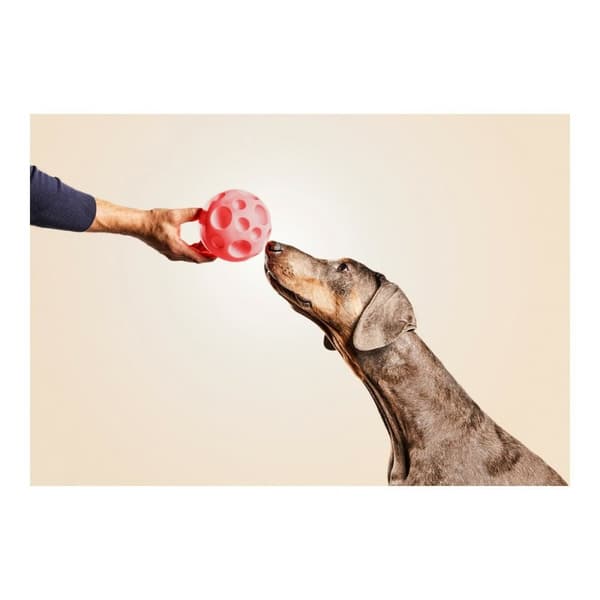 Hundleksak Gloria Automat/anordning Godis Gummi (12 cm)
