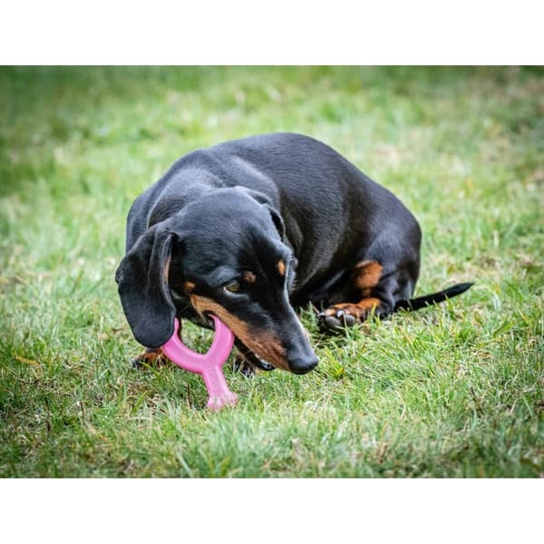 Tuggleksak för hundar Nylabone WISHBONE Rosa Kyckling XS