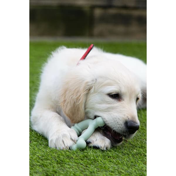 Tuggleksak för hundar Nylabone SENSORY TACTILE RING Grön Jordnötssmör Kyckling S