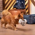 Pikkukuva 8 / 11: Koiranlelu Star Wars