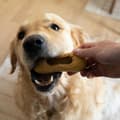 Miniatyrbillede 3 af 4: Legetøj til hunde Nylabone Brun Jordnøddesmør M