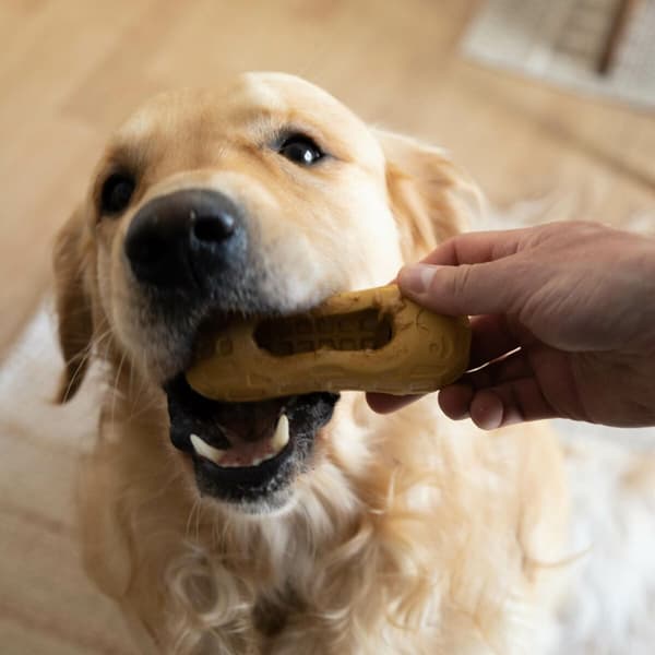 Koiranlelu Nylabone Ruskea Maapähkinävoi M