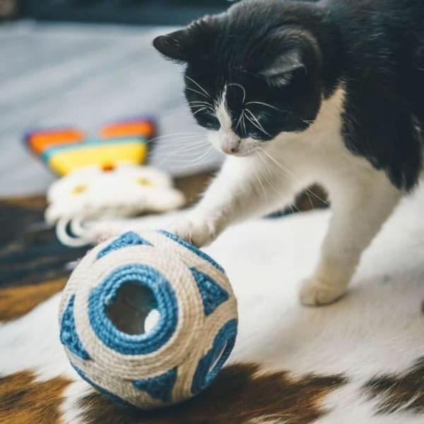 Skrapepost for katter Aimé