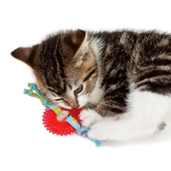 Tuggleksak - PETSTAGES - Kitty Chew Wheel - Tandvård - Kattmynta - Solid tyg