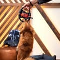 Miniatyrbild 3 av 10: Hundleksak Star Wars