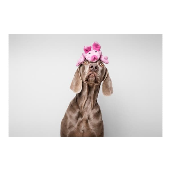 Hundleksak Gloria Dogmonsters Rosa Gris 34 x 9 cm