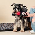 Miniatyrbild 5 av 7: Hundleksak Mickey Mouse Svart