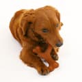Miniatyrbild 3 av 3: Hundleksak Nylabone 20 Brun djur