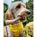 Miniatyrbillede 2 af 5: Hund Bidering Nylabone Brun Jordnøddesmør M
