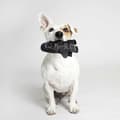 Miniatyrbillede 8 af 10: Legetøj til hunde Star Wars