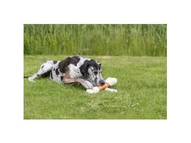 Trixie Denta Fun Mega Chicken Chewing Bone, 40 cm, 500 g