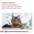 Miniatyrbild 7 av 9: Kattmat Royal Canin Vuxen Kyckling Majs Grönsak Fåglar 10 kg