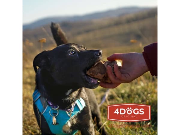 4DOGS KORZEN_L, Hund, Godteleke, Brun, Tygging, Polen, 500 g