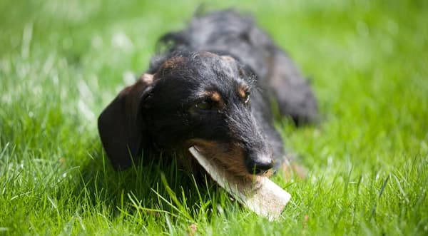 LUONNOLLINEN PEURANSARVISTA TEKOINEN PURUNALU KOIRILLE PEHMEÄ S John Dog noin 9 cm