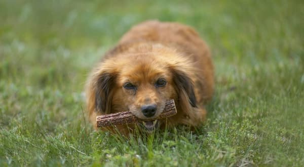 NATURLIGT TUGGBITT MED HJORTVIN FÖR HUNDAR HÅRT S John Dog ca 9 cm
