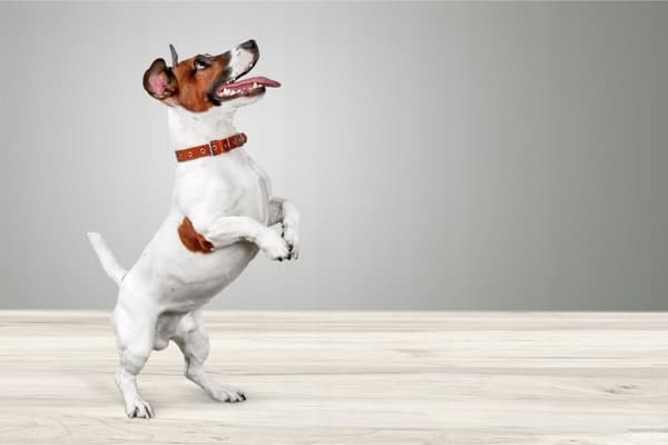 KUIVATUT PURUNAUTAT KOIRAN AARRE NAUDAN MAAHAN John Dog 100 g