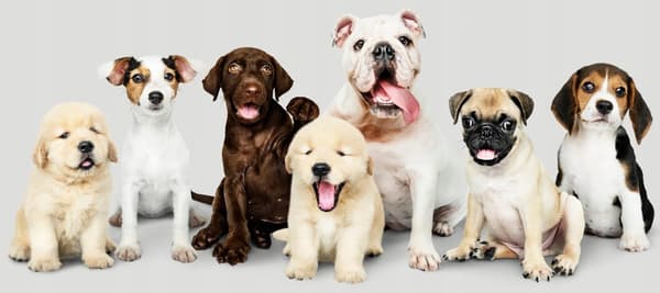 KUIVATUT PURUNAUTAT KOIRAN AARRE NAUDAN MAAHAN John Dog 100 g