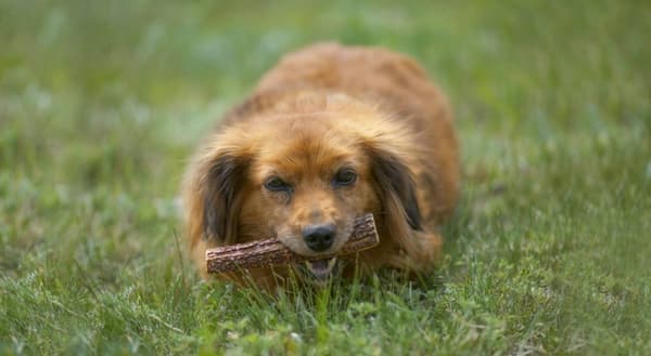 NATURLIGT TUGGBITT MED HJORTHORNSHORN FÖR HUNDAR HÅRT M John Dog ca 12 cm