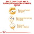 Miniatyrbild 4 av 4: Kattmat Royal Canin RC POS musthave Kött 12 x 85 g