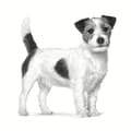 Miniatyrbild 3 av 4: Foder Royal Canin Anallergenic Small VHN Vuxen Kött Fåglar 1,5 Kg