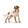 Miniatyrbillede 3 af 3: Foder Royal Canin Fugle 12 kg