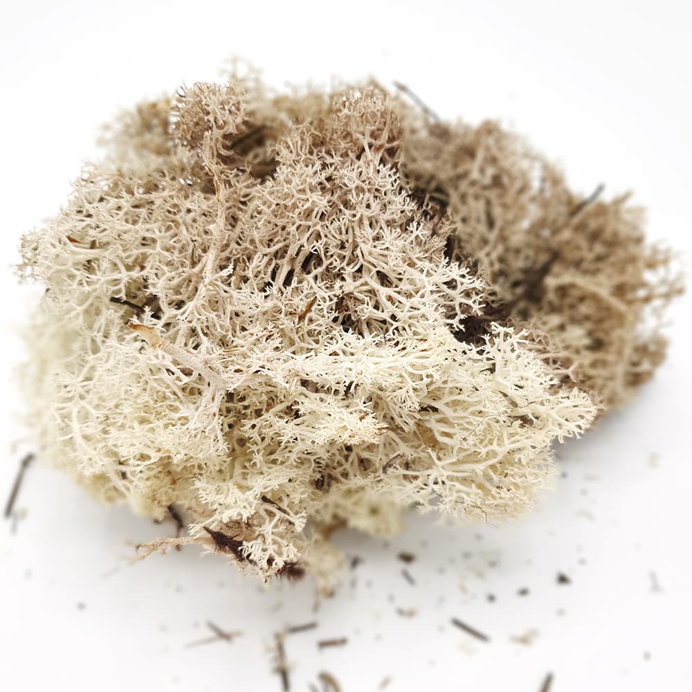 Äkta Islandsmossa - Natur - 50 gr