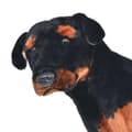Pikkukuva 3 / 5: vidaXL Seisova pehmolelu rottweiler musta ja valkoinen XXL