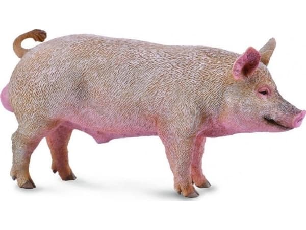 Figurka Collecta BOAR