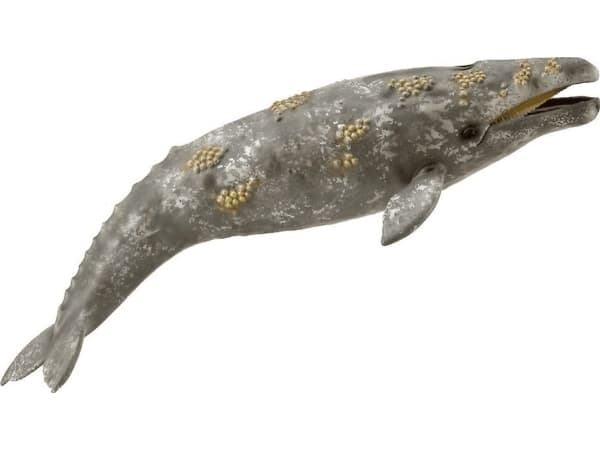 Grey fin whale 88836 COLLECTA