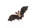 Miniatyrbilde 5 av 5: Papo 50239, 58g