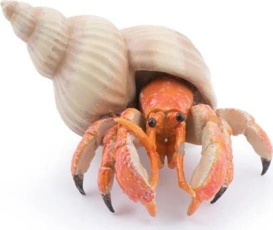 Papo Hermit crab, Monivärinen, 1 kpl