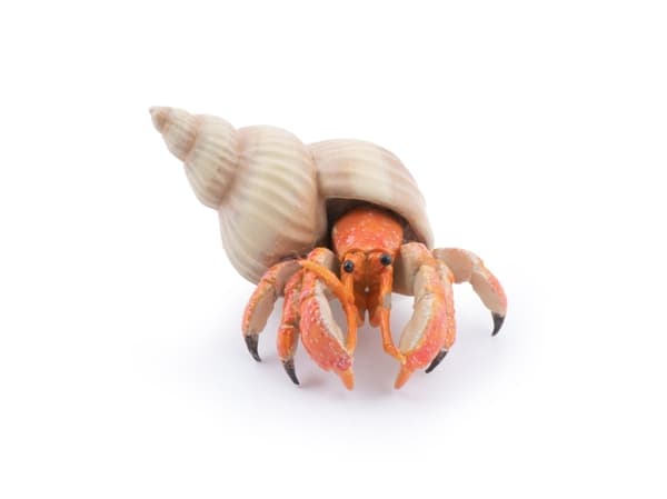 Papo Hermit crab, Multifärg, 1 styck