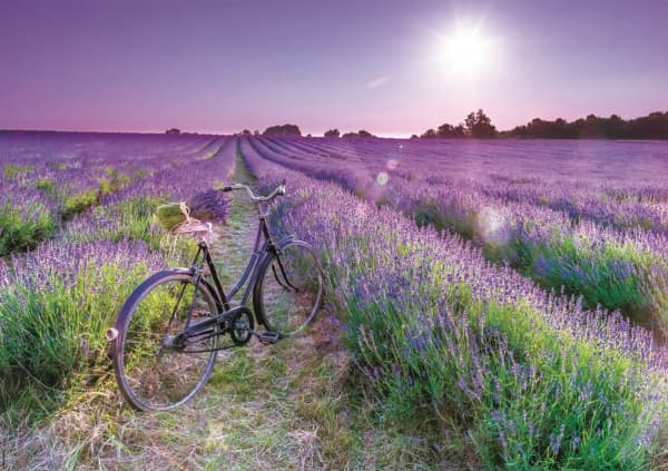 Educa 1000 Bike In A Lavender Field