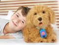 Miniatyrbilde 3 av 5: My Fuzzy Friends Moji the Lovable Labradoodle