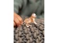 Miniatyrbild 3 av 4: schleich I det vilda 14866, 3 År, Brun