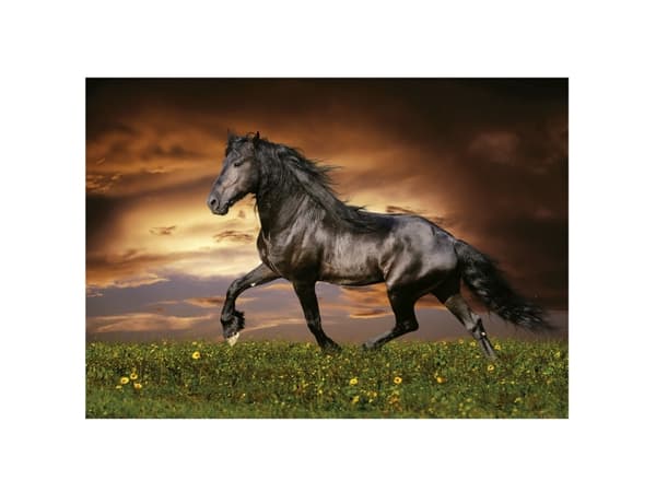 D-Toys Puzzle 1000 Kłusuj±cy koń