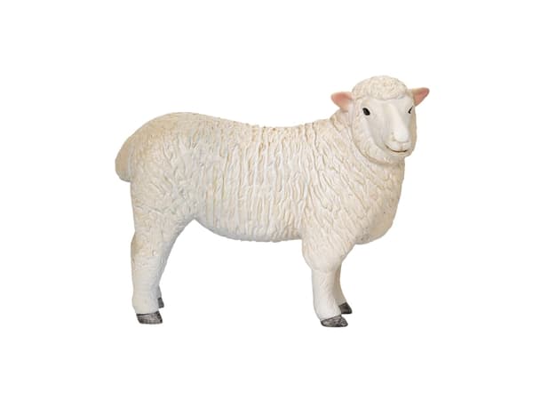 Mojo Romney Sheep (Ewe)