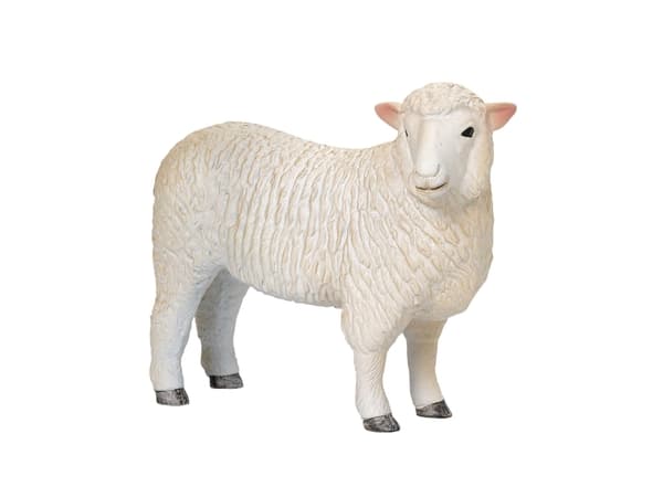 Mojo Romney Sheep (Ewe)